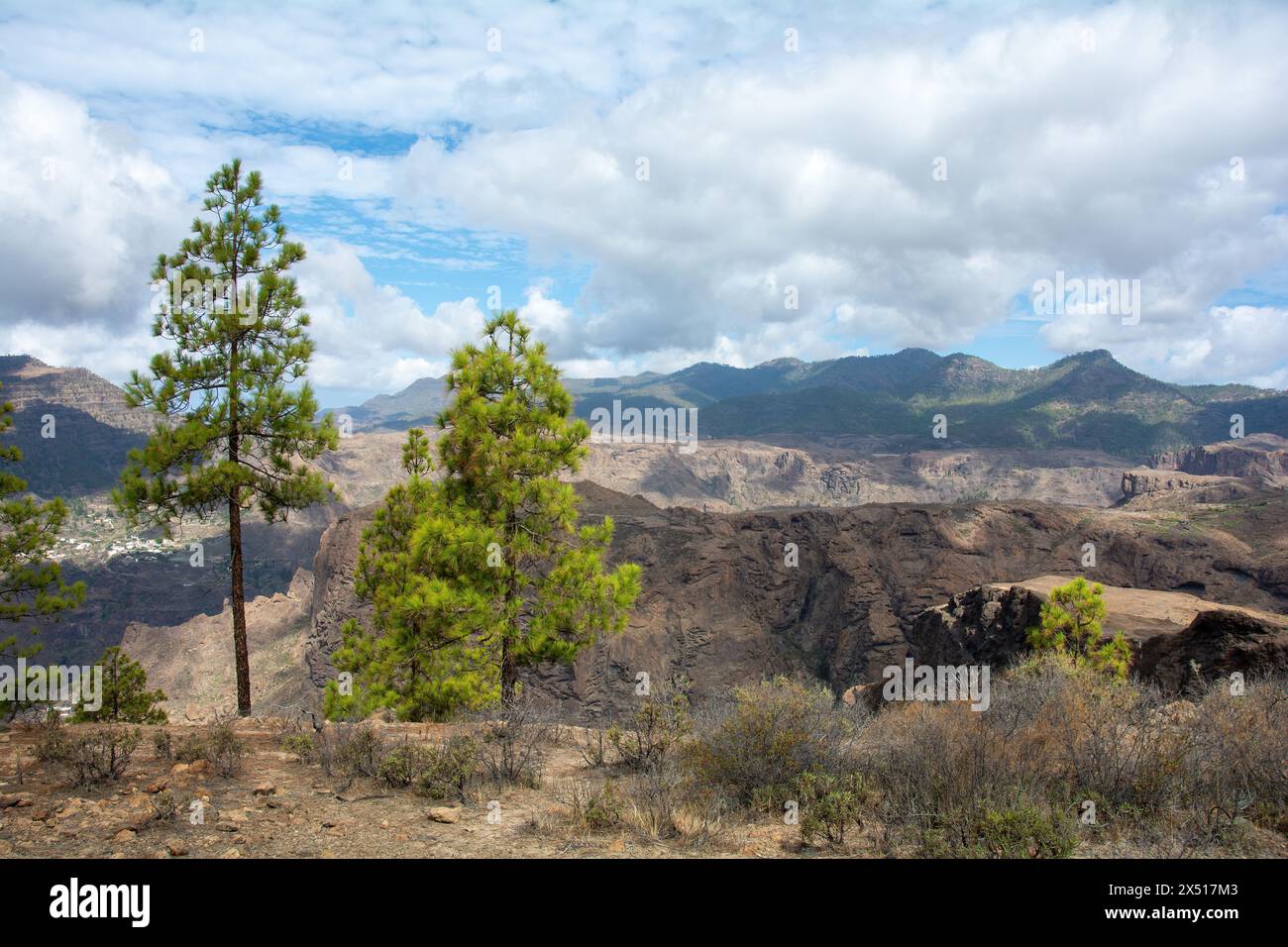 Canarian pine  ( Pinus canariensis ) on a mountain on the island of Gran Canaria in Spain Stock Photo