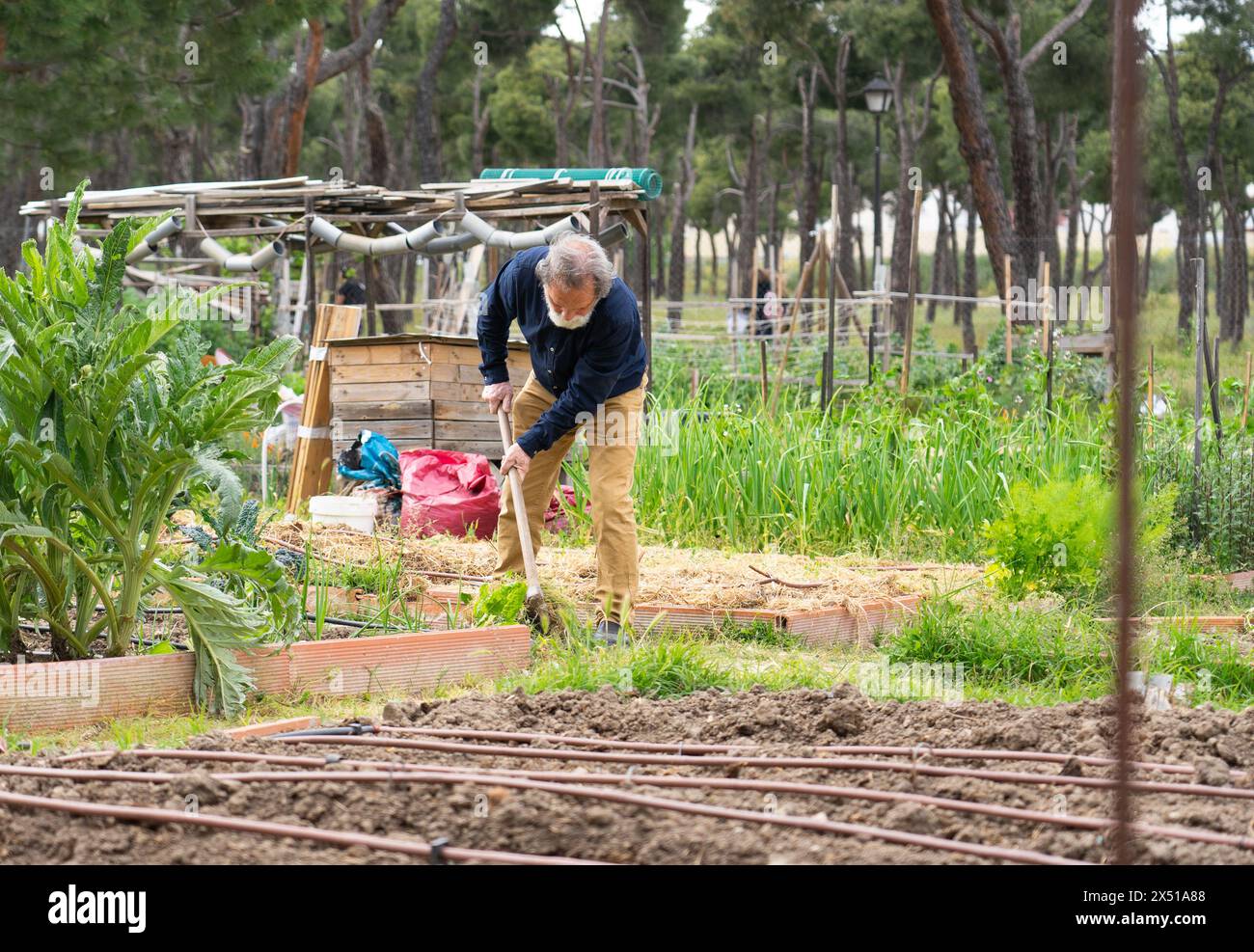 Elderly man working in a community garden Stock Photo