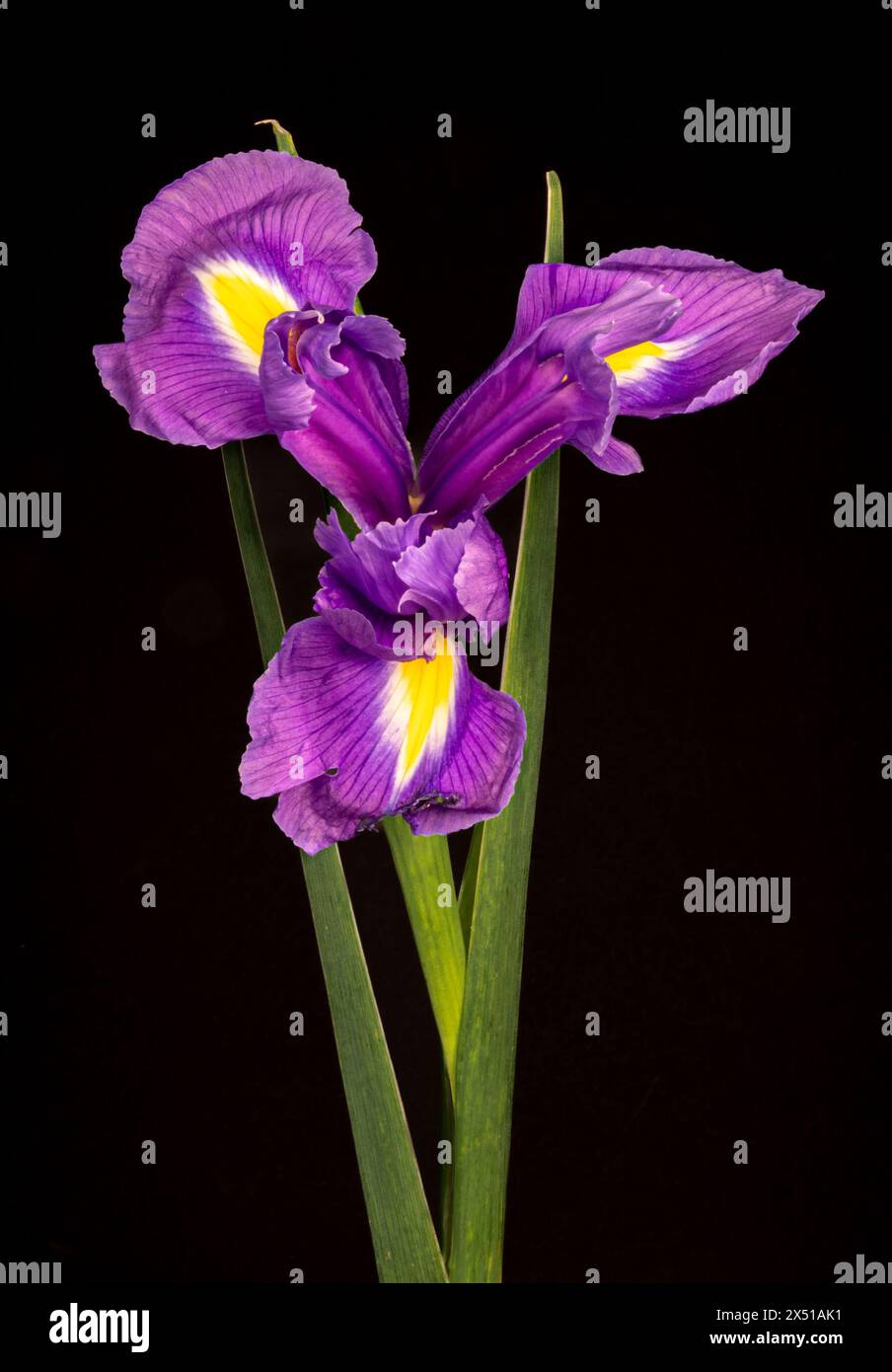 Iris Hollandica Sapphire Beauty ornamental flowering plant, purple violet and partly yellow flowers in bloom on green stem. Stock Photo
