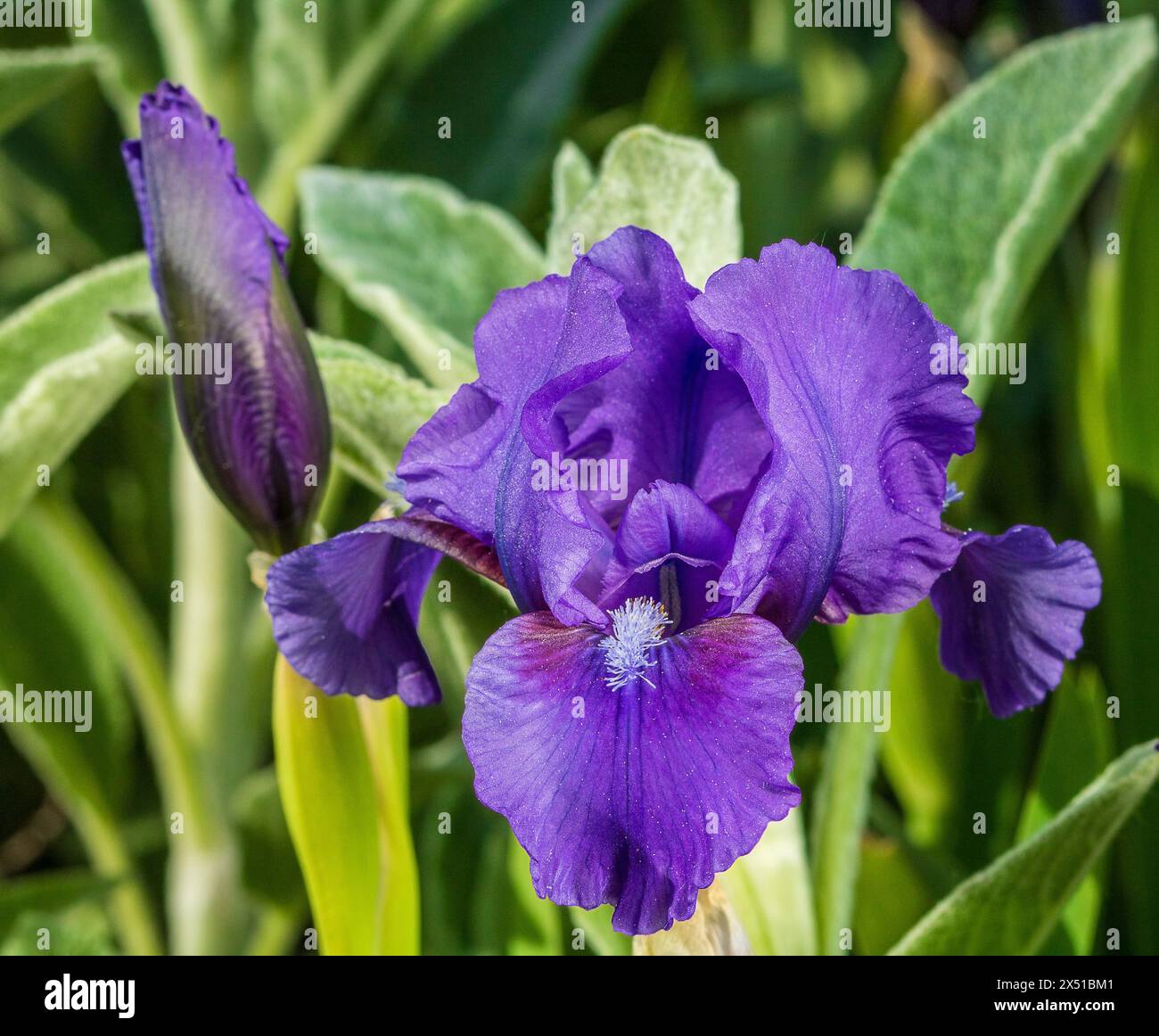 Blue iris flower on a blurred background illuminated by a sunbeam Stock Photo