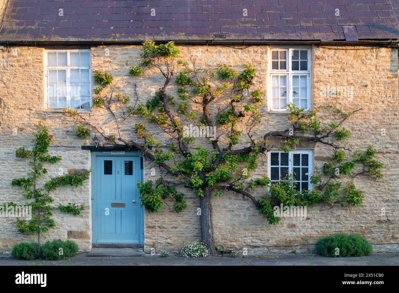 Espalier Apricot Tree in spring at sunrise on a Cottage in Aynho, Northhamptonshire, England Stock Photo