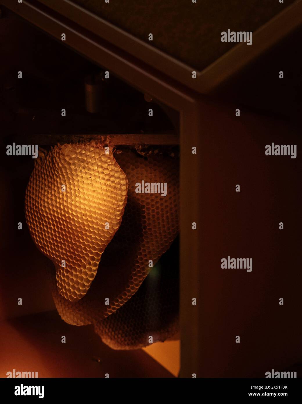 Golden honeycomb is seen through a viewing case. The Beezantium at The Newt, Bruton, United Kingdom. Architect: Invisible Studio, 2021. Stock Photo