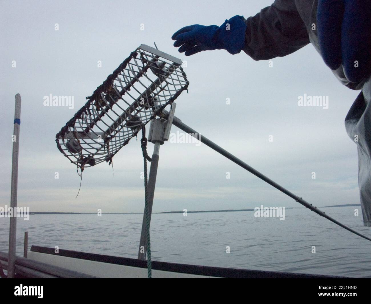 At sunrise, Quahogger Bill Bergan reaches for the rake he uses raking for clams in Narragansett Bay Stock Photo