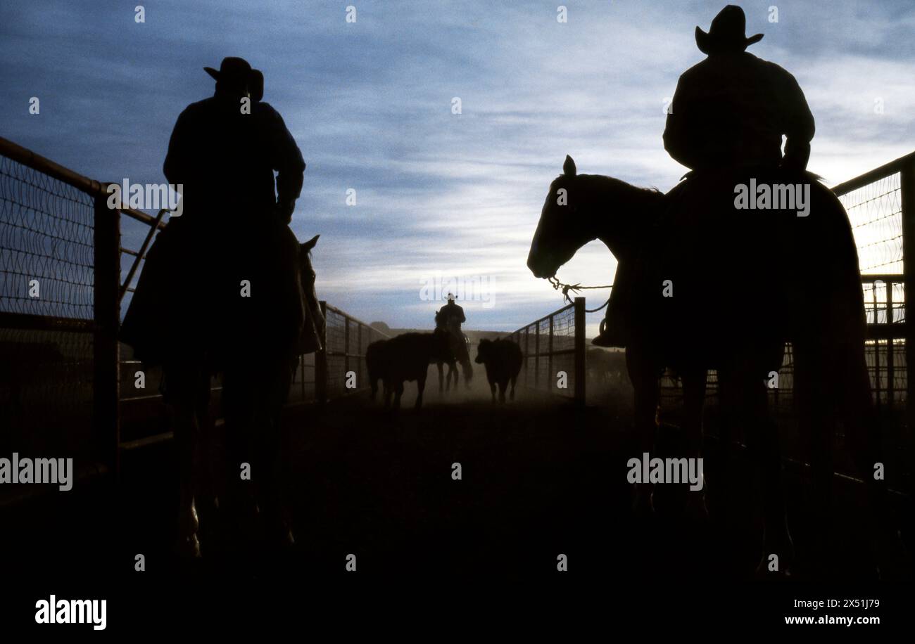 Cowboys herding cattle fence hi-res stock photography and images - Alamy