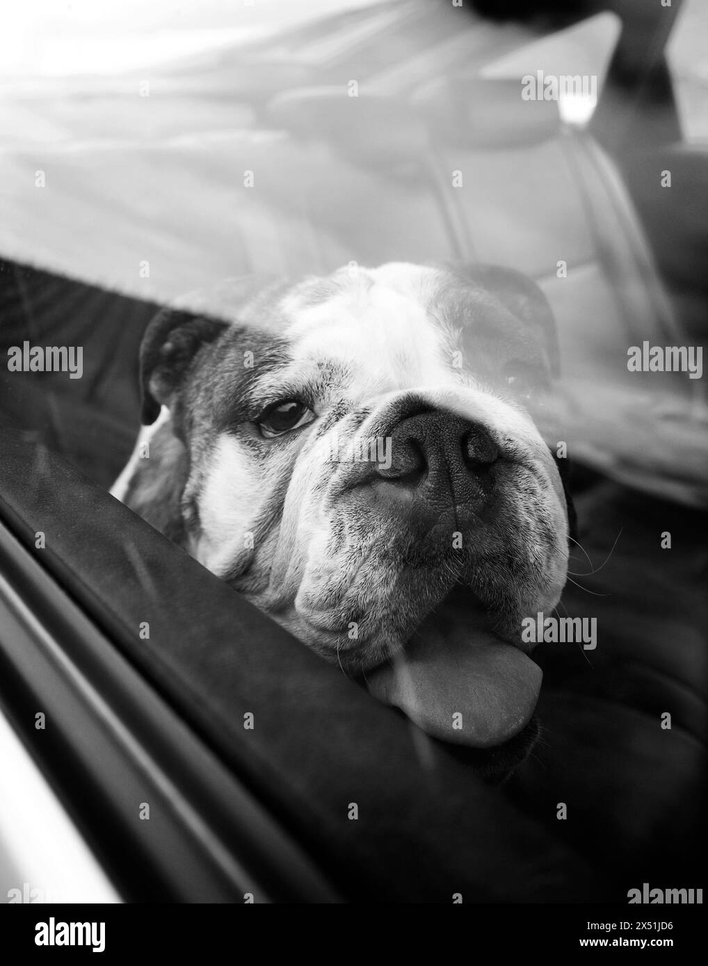 An english bulldog waits in a car Stock Photo