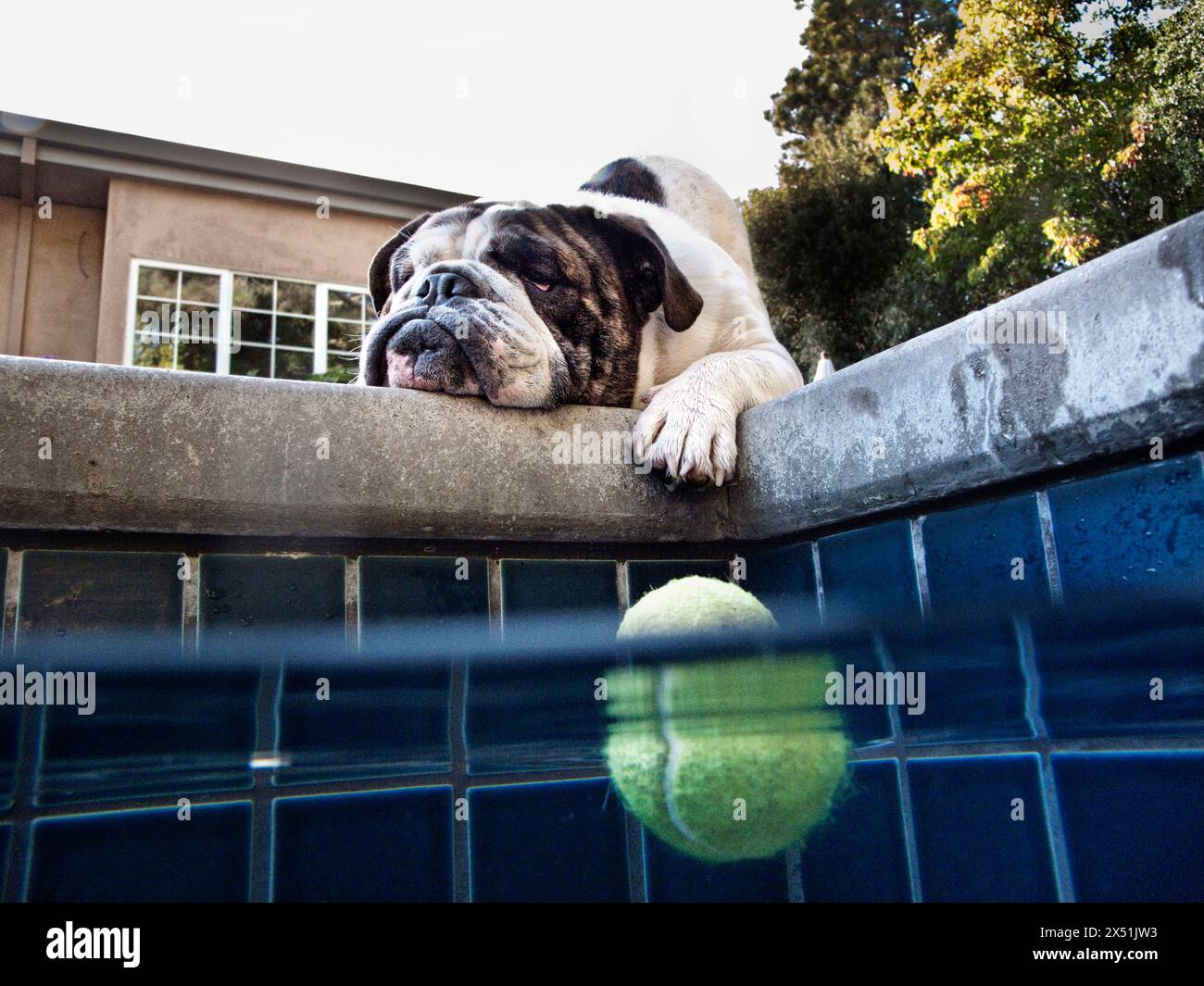 An English bulldog looks down at a tennis ball Stock Photo