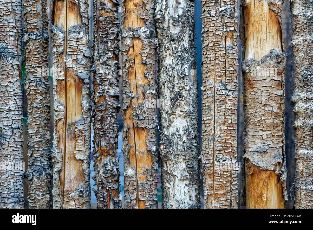 high texture background of a fence made of weathered tree trunks with peeling bark Stock Photo