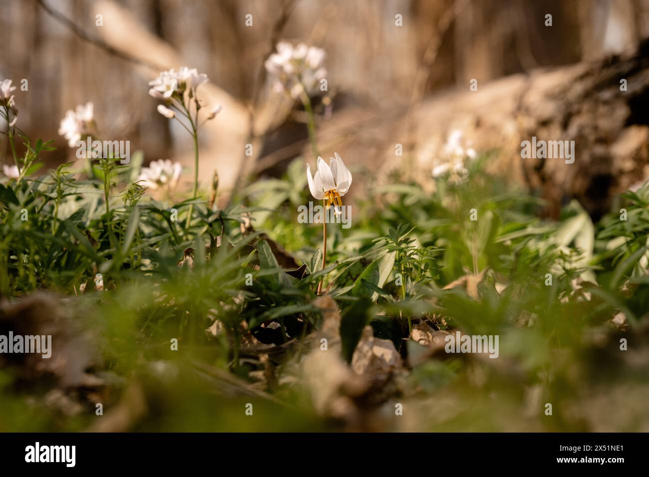 White Trout Lily Spring Wildflower on Illinois Forest Floor Stock Photo