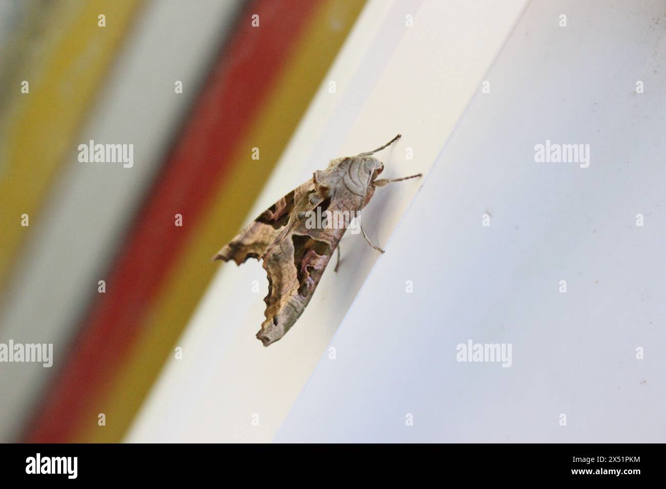 An Angle Shades (Phlogophora Meticulosa) Moth rests on a plastic doorframe Stock Photo
