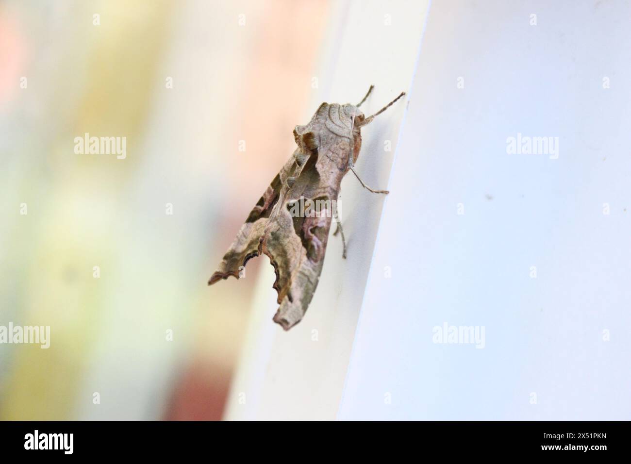 An Angle Shades (Phlogophora Meticulosa) Moth rests on a plastic doorframe Stock Photo
