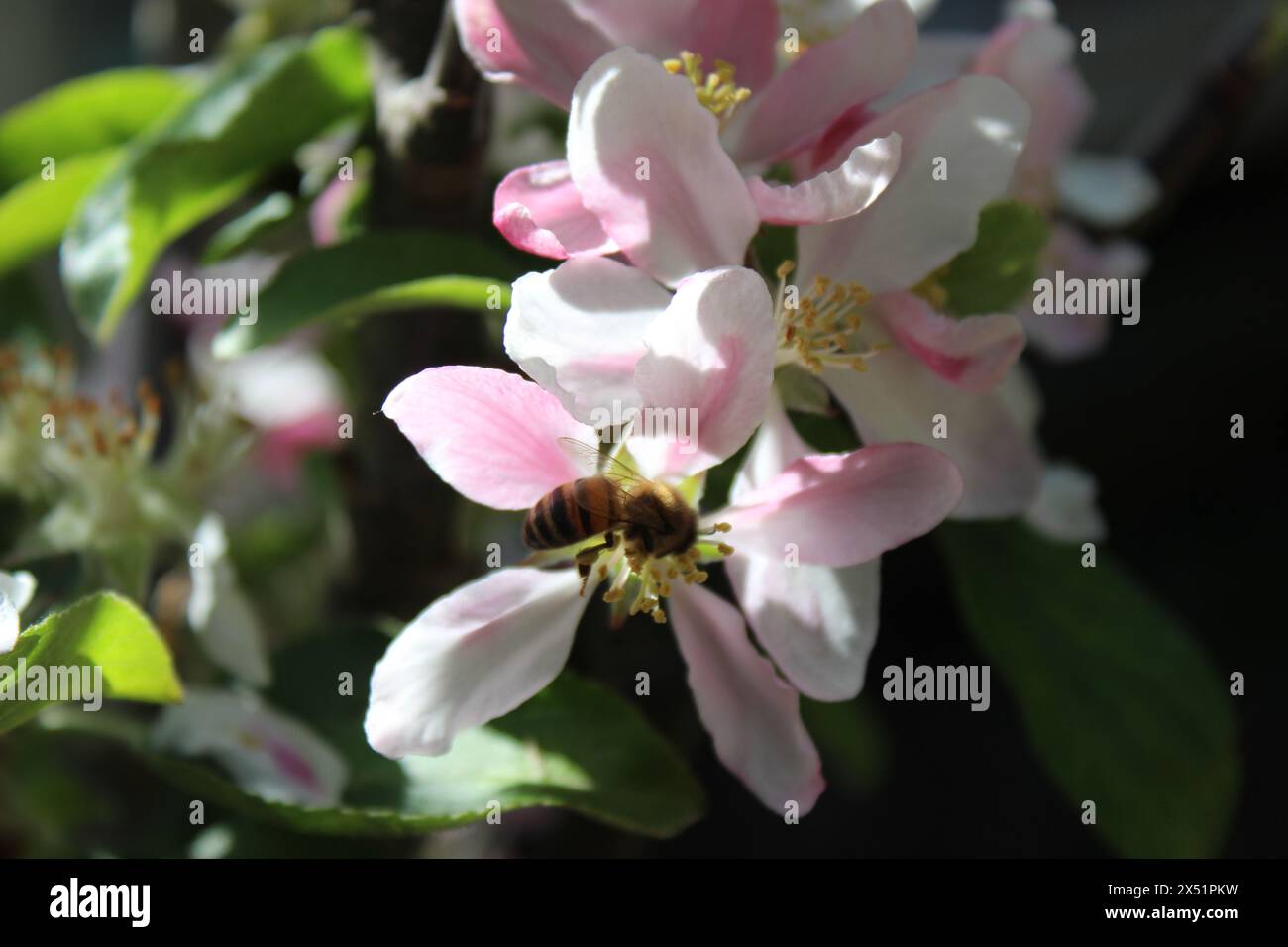 A honey bee on an apple blossom tree in my garden Stock Photo
