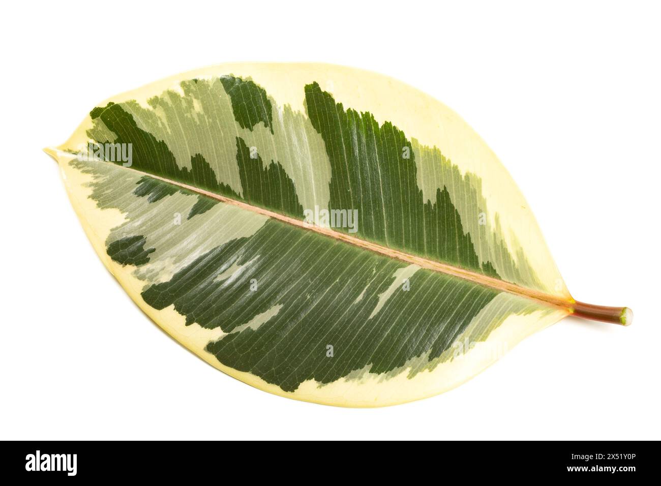 Ficus elastica leaf isolated on white background Stock Photo