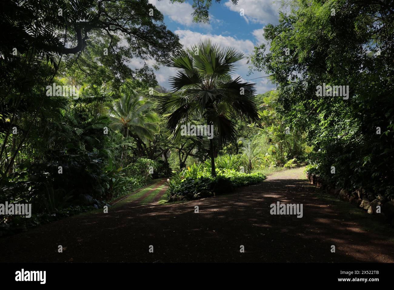 Walking paths through a tropical rainforest in Allerton Gardens, Koloa