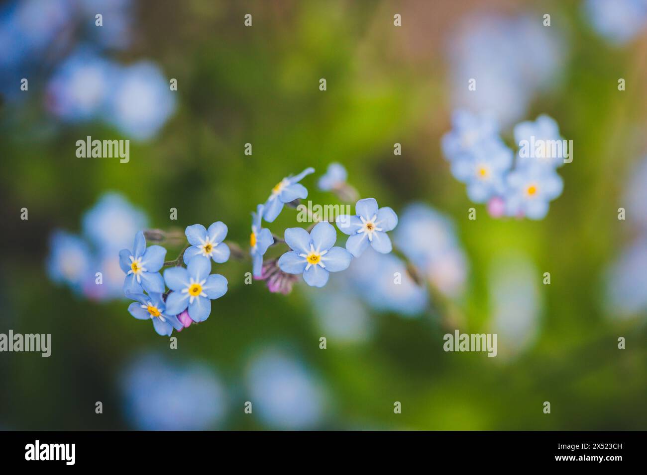 Forget-me-nots Stock Photo