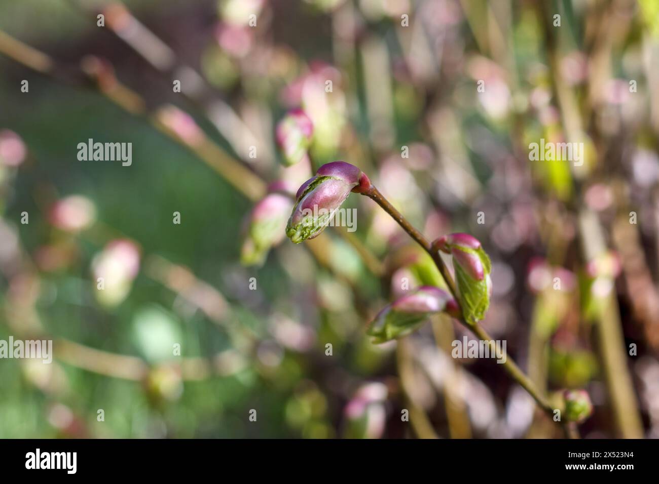 Buds young leaves apple tree hi-res stock photography and images - Alamy