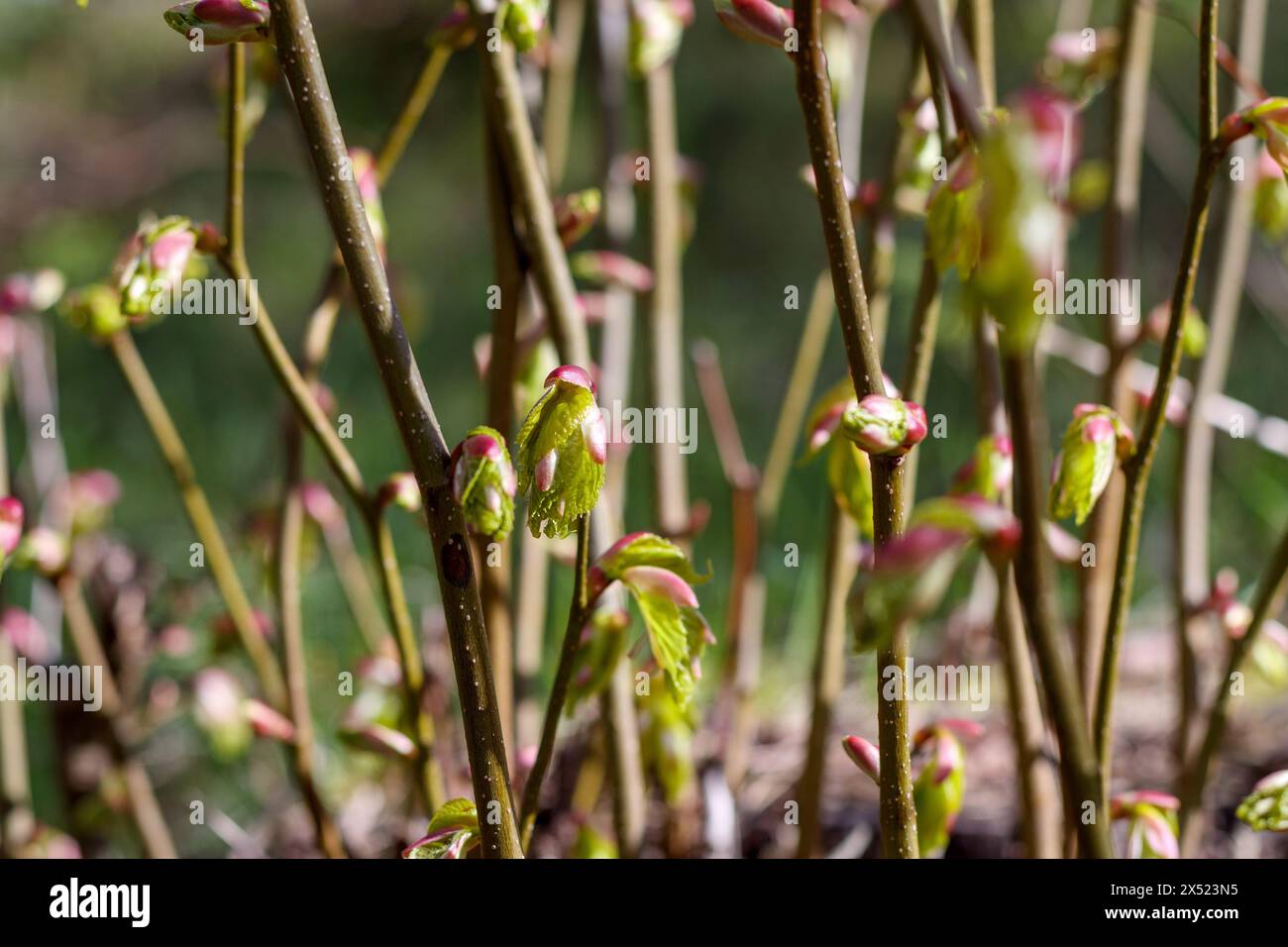 close-up of young tree branches with pink buds Stock Photo
