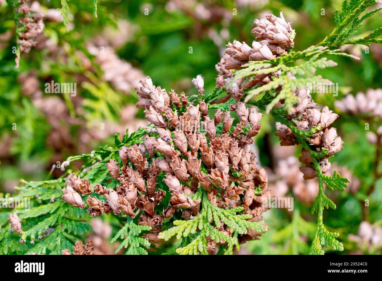 Cypress shrub, possibly Eastern White-cedar or Arborvitae (thuja occidentalis), close up showing the old dried up cones from the previous season. Stock Photo