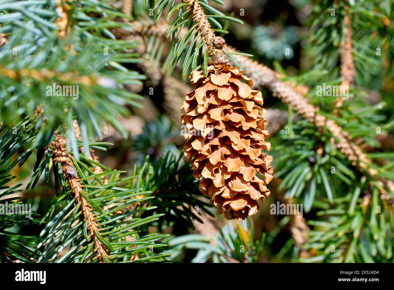 Sitka Spruce (picea sitchensis), close up of a single cone of the commonly planted conifer hanging amongst the branches of the tree. Stock Photo