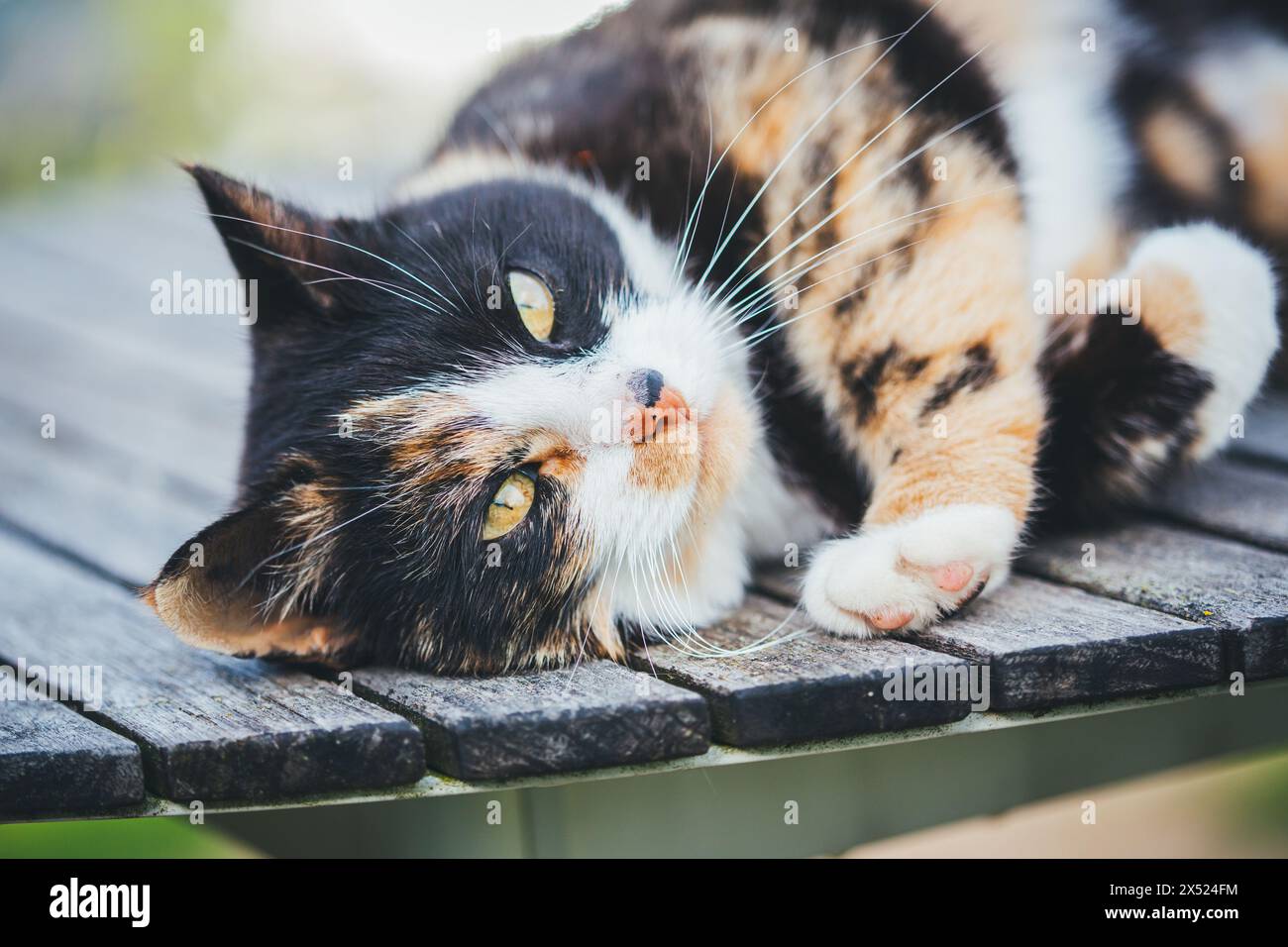 Tortoiseshell farm cat Stock Photo