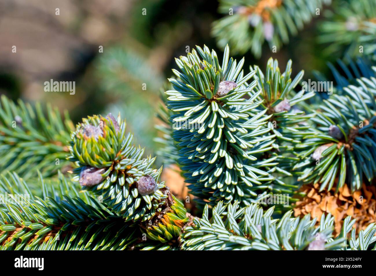 Sitka Spruce (picea sitchensis), close up of young leaves or needles of the tree, showing the coating that gives them their distinctive bluish look. Stock Photo