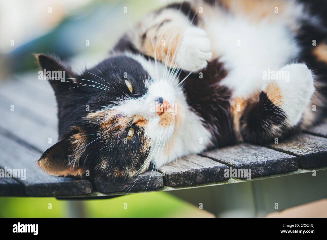 Tortoiseshell farm cat Stock Photo