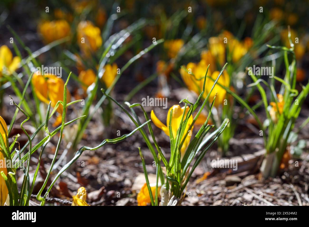 yellow crocus flowers in the grass Stock Photo