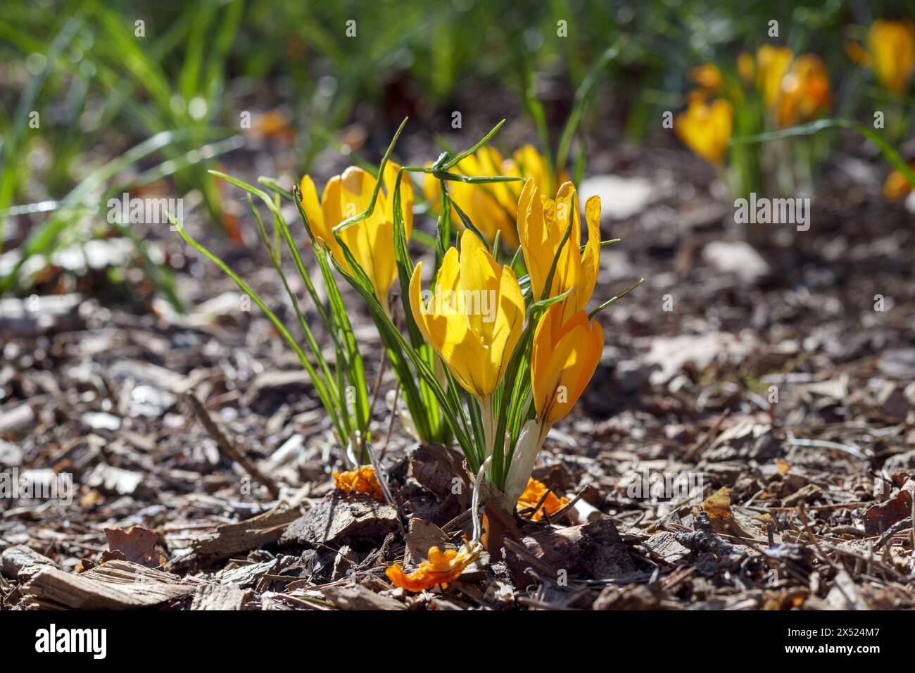 yellow crocus flowers in spring Stock Photo