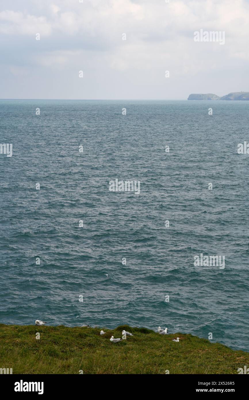 Mating hi res hi-res stock photography and images - Alamy