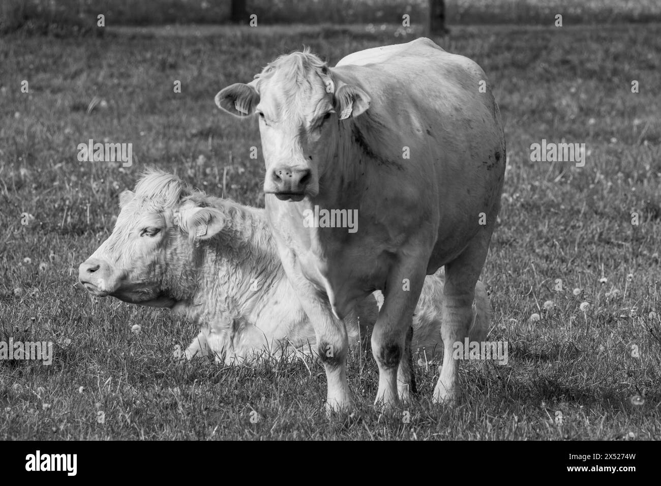 cows in westphalia Stock Photo