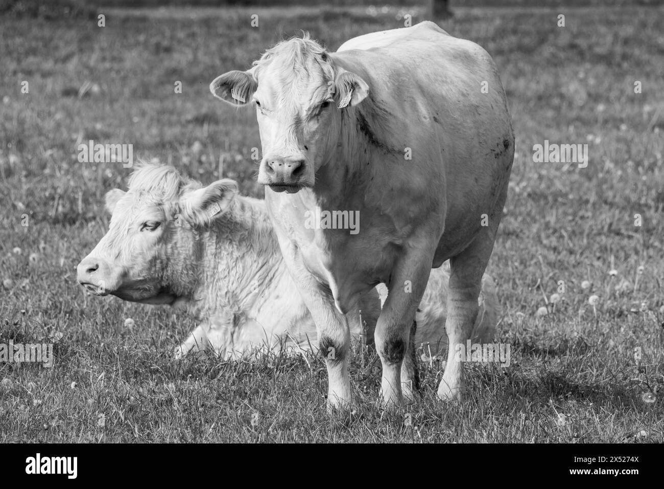 cows in westphalia Stock Photo