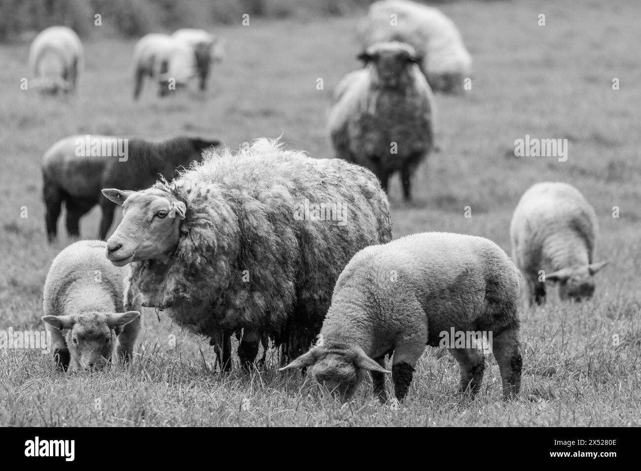 sheeps in westphalia Stock Photo