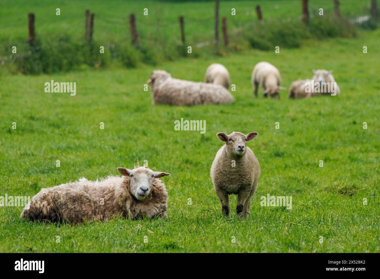 sheeps in westphalia Stock Photo