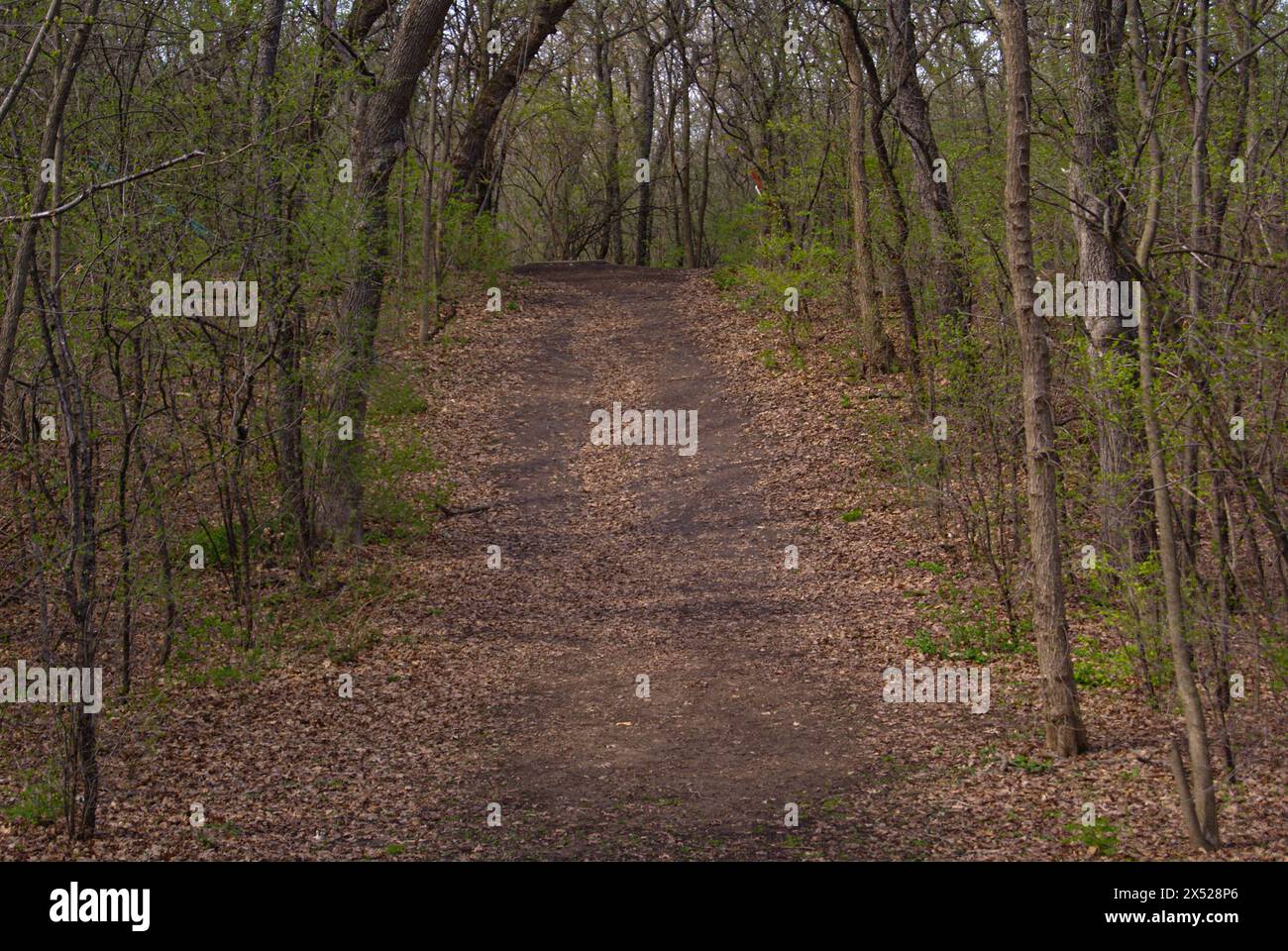 Woods Path Spring Woodland path in spring Stock Photo - Alamy