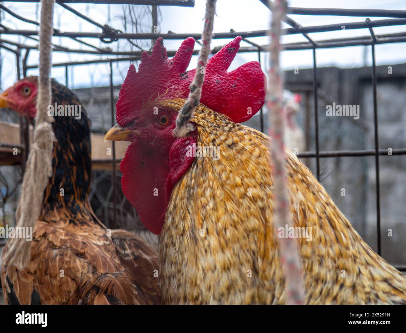 Rooster and chicken in a cage. Farmer's market. For reproduction and food. Birds for sale. Business in Asia Stock Photo