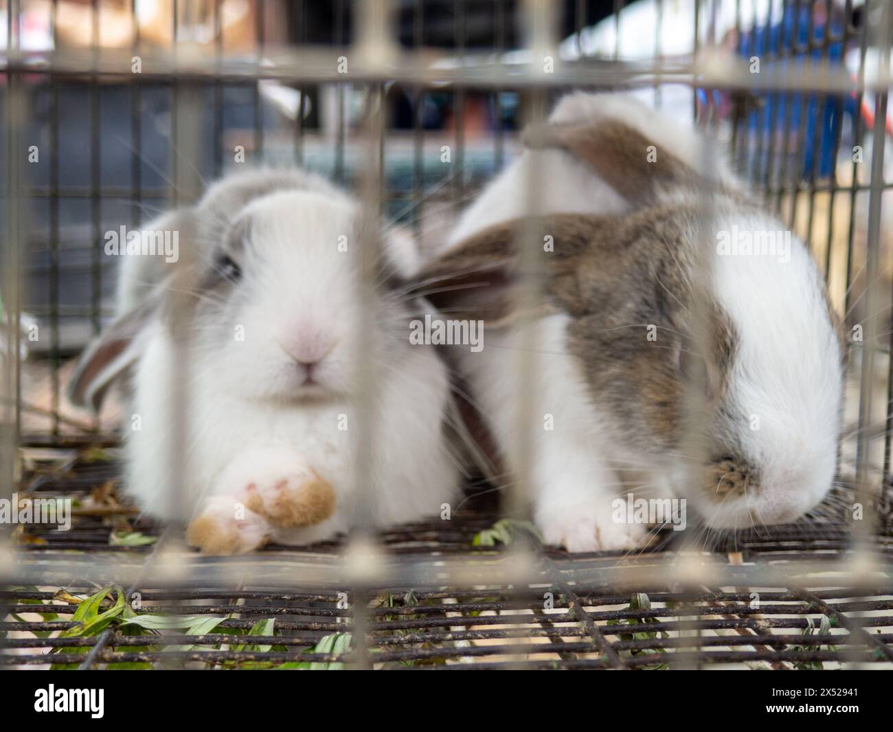 Rabbit in a cage. Farmer's market. For reproduction and food. Animals ...