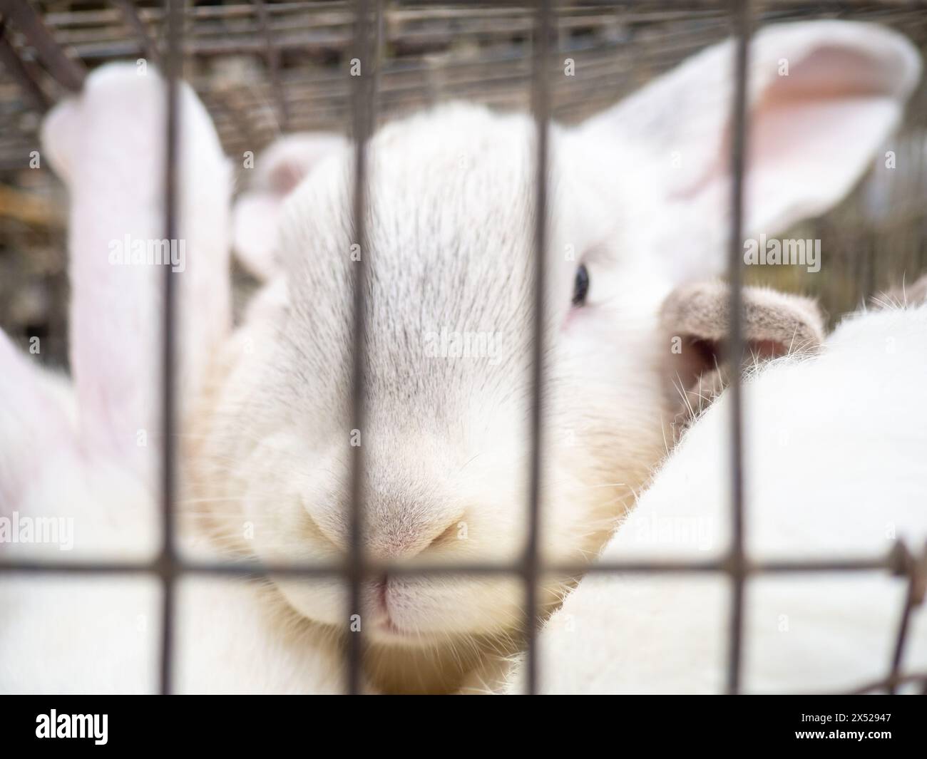 Rabbit in a cage. Farmer's market. For reproduction and food. Animals ...