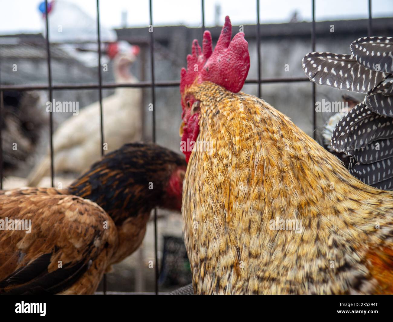 Rooster and chicken in a cage. Farmer's market. For reproduction and food. Birds for sale. Business in Asia Stock Photo