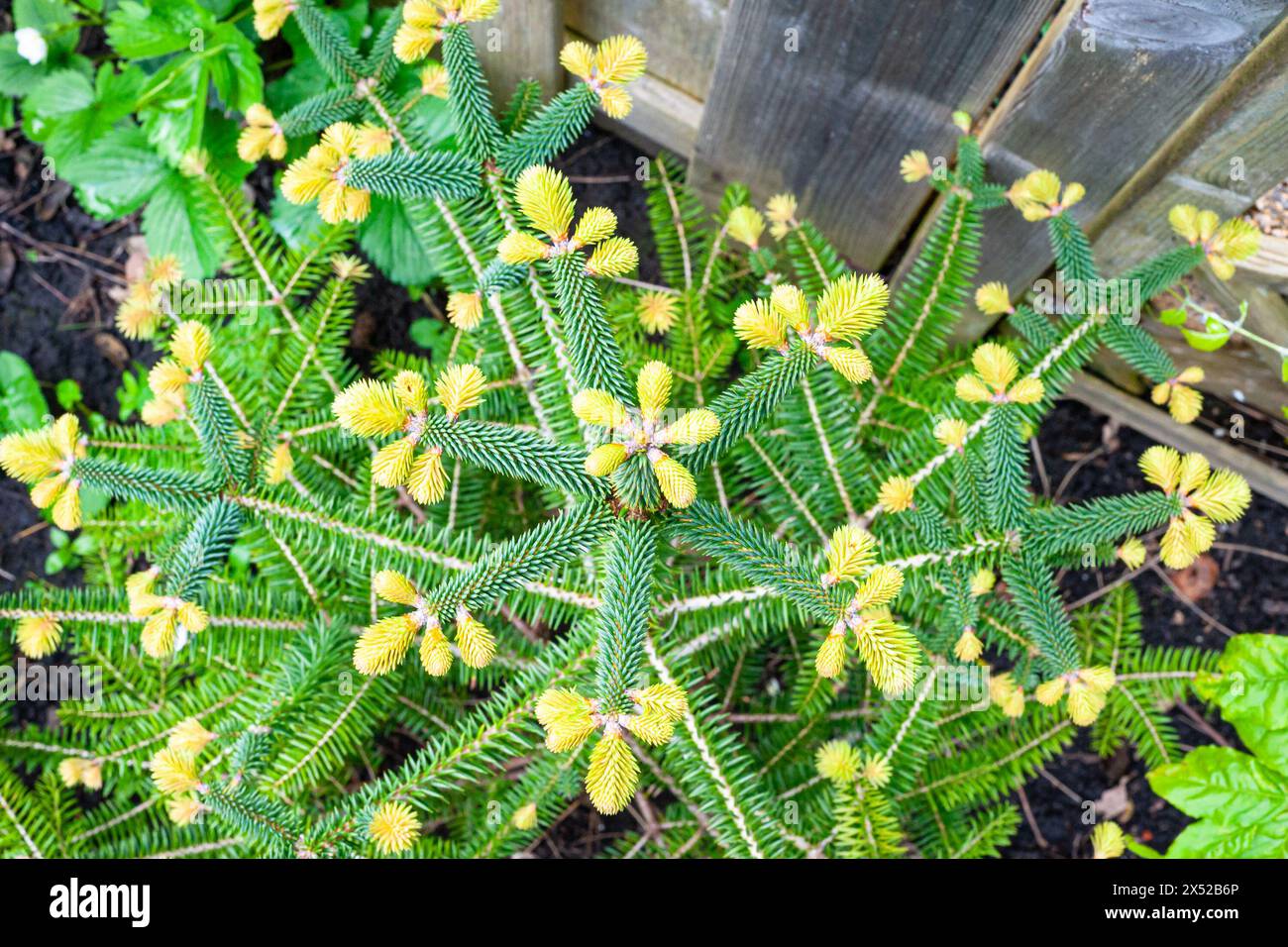 View from above of the crown with shoots of a Spanish silver fir (Abies pinsapo) Stock Photo