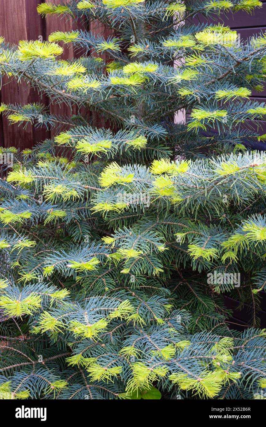 Fresh new shoots on a White fir (Abies concolor) Stock Photo