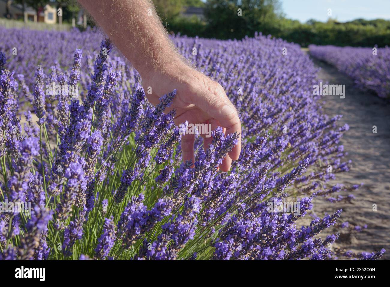 Lavender aromatic field. The male hand touching blooming purple fresh plants in sunny day close up. Blue sky landscape natural background. Stock Photo