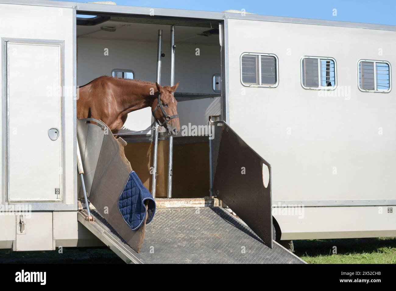 Sad brown horse in a large white horse trailer Stock Photo