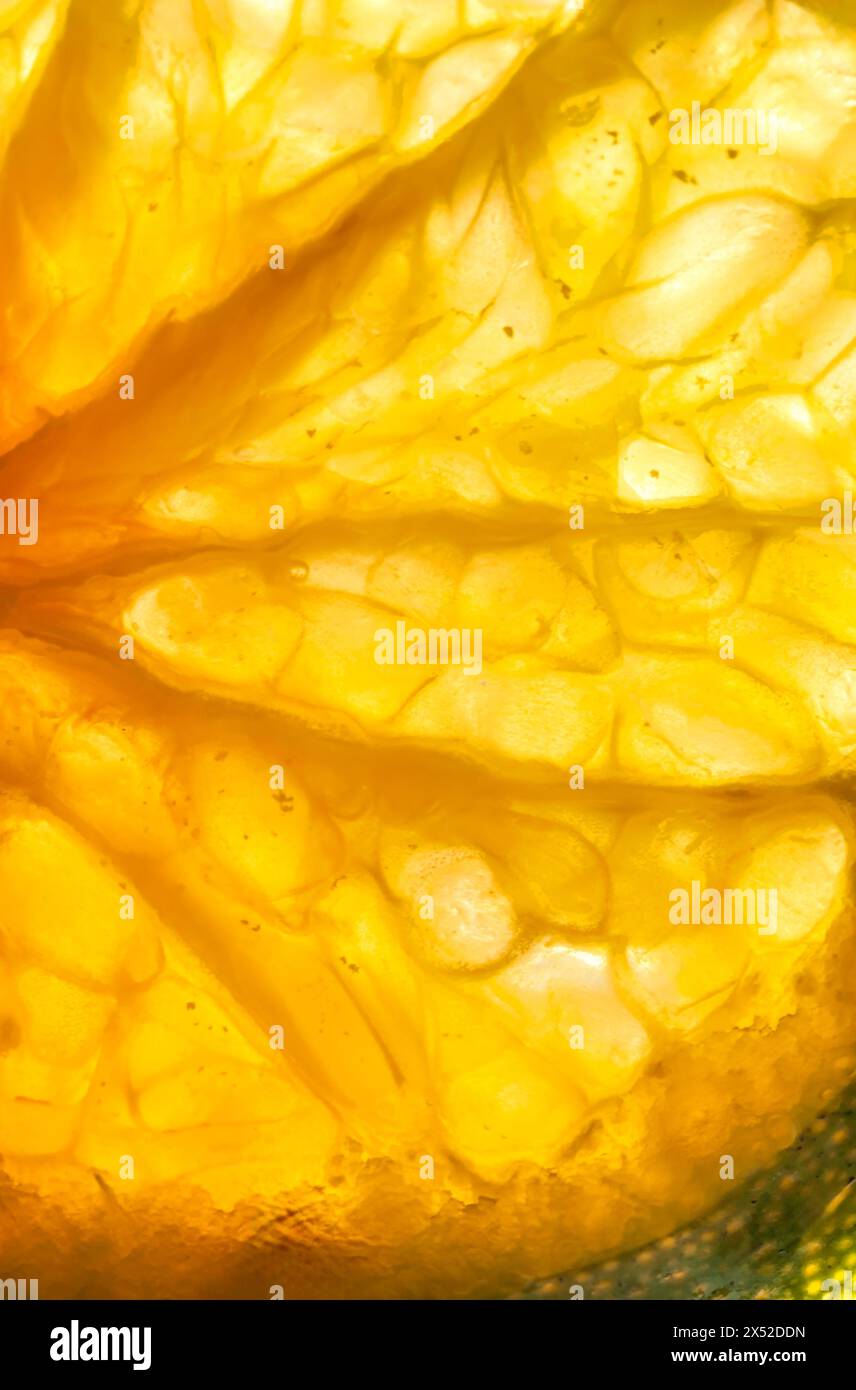 Macro image of a backlit orange Rangpur-Lime as abstract food background Stock Photo