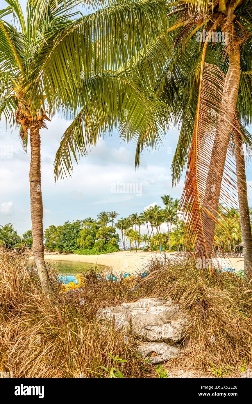 Coastal island view palm trees hi-res stock photography and images - Alamy