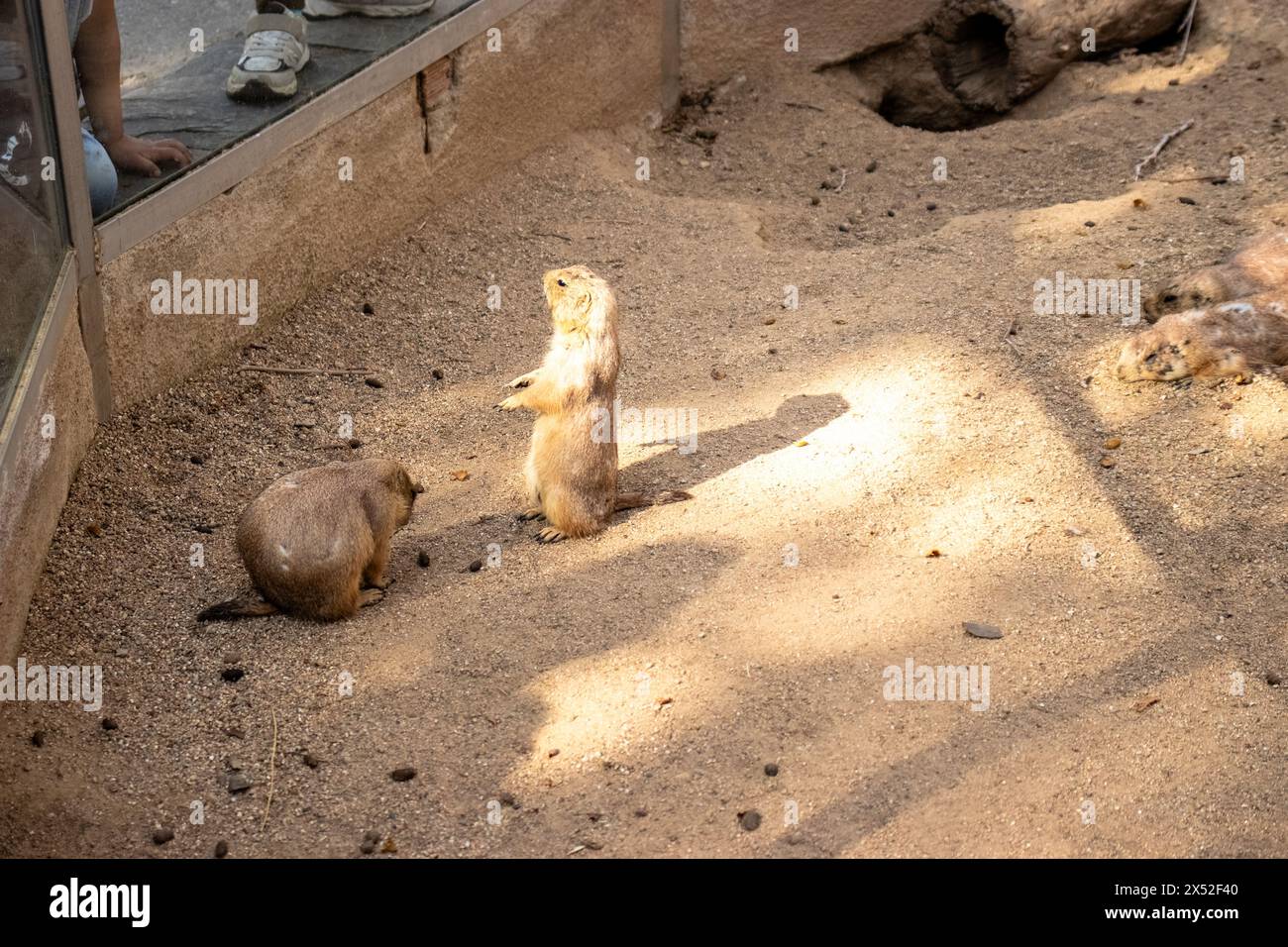 Black-tailed prairie dog, Cynomys ludovicianus, Barcelona zoo, Spain, Europe, Sustainability,conserving the environment,Protecting biodiversity Stock Photo
