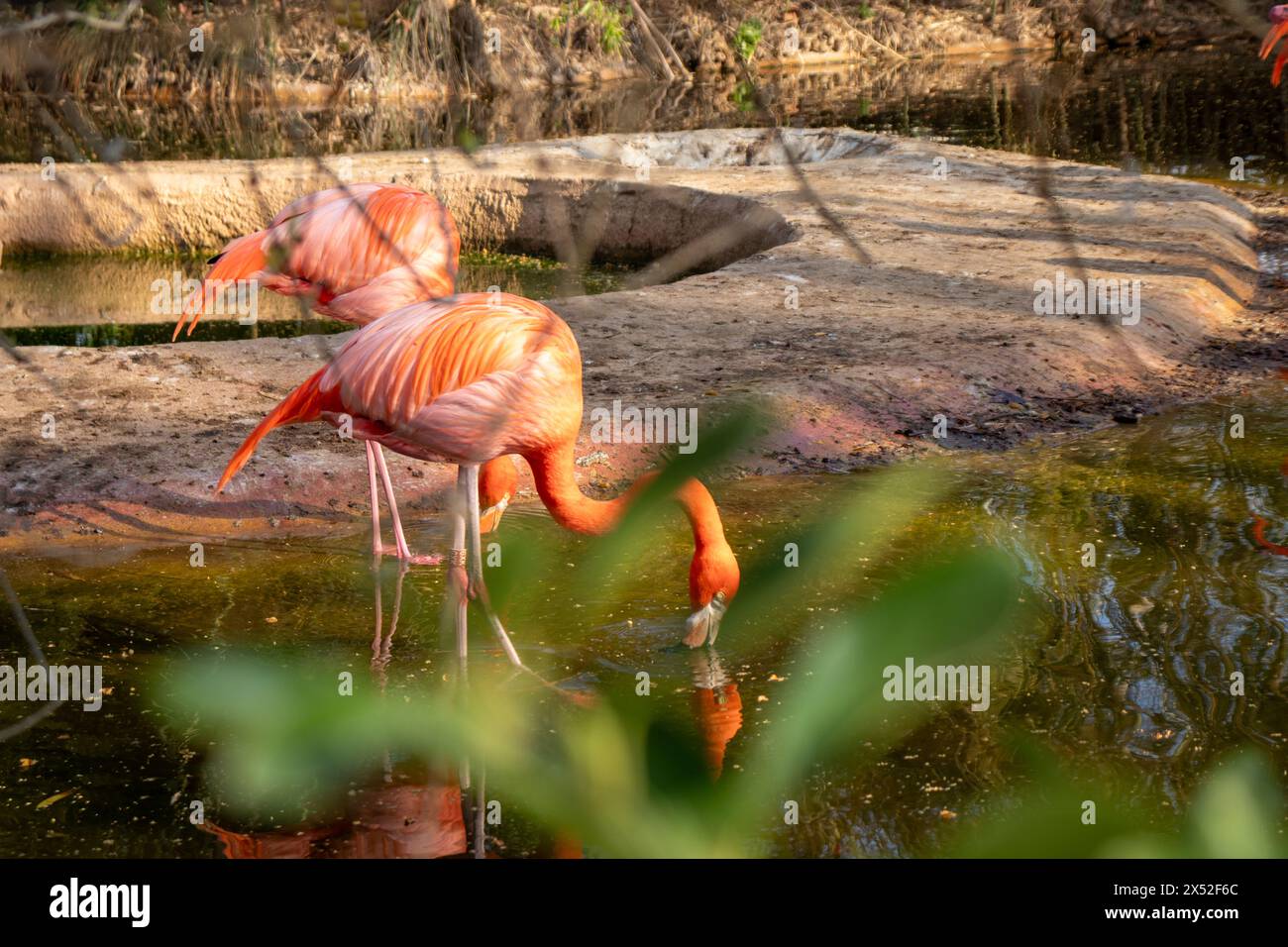 American flamingo,Phoenicopterus ruber,Barcelona zoo, Spain, Europe, Sustainability,conserving the environment,Protecting biodiversity Stock Photo