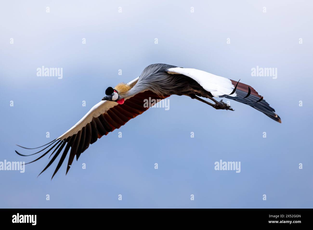 grey crowned crane in flight Stock Photo - Alamy