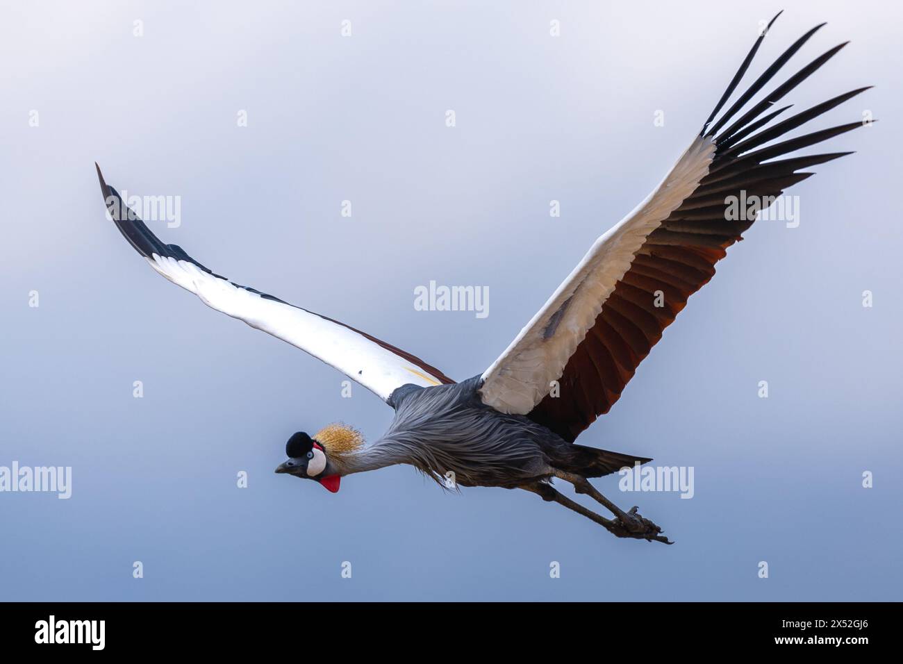 grey crowned crane in flight Stock Photo - Alamy