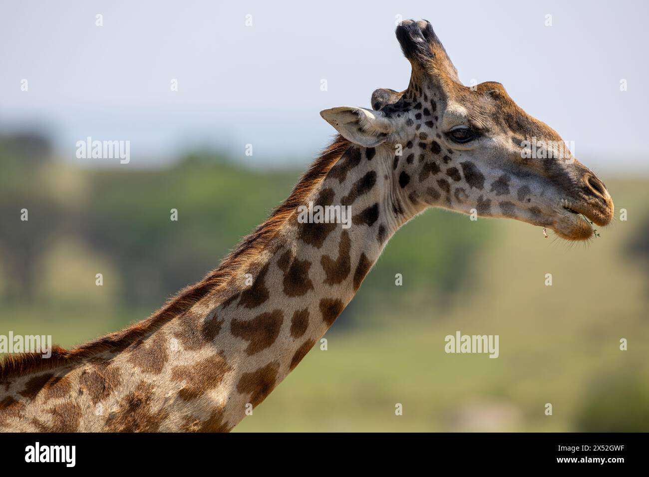 Giraffe wildlife image hi-res stock photography and images - Alamy