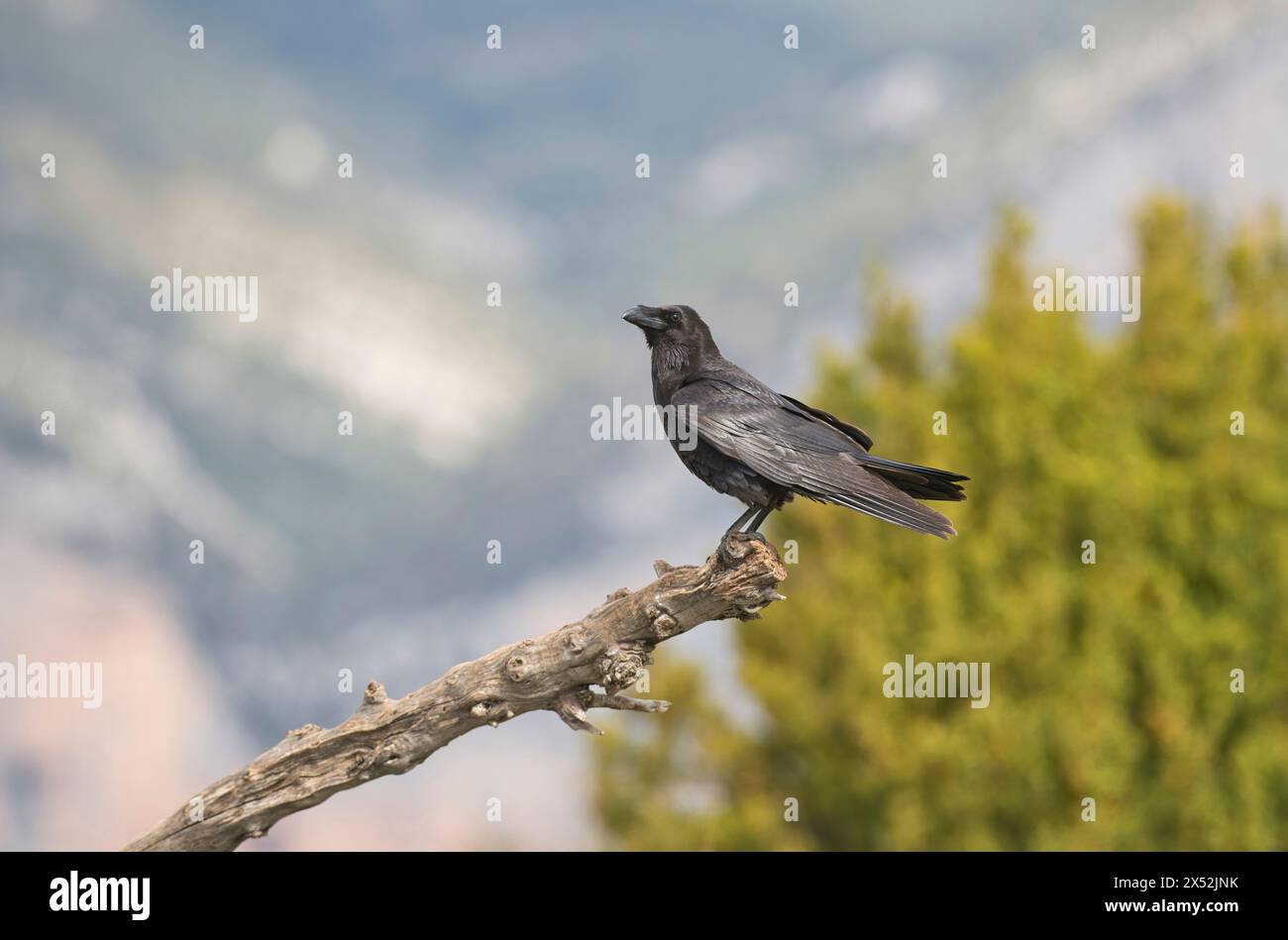 Raven (Corvus corax) Stock Photo