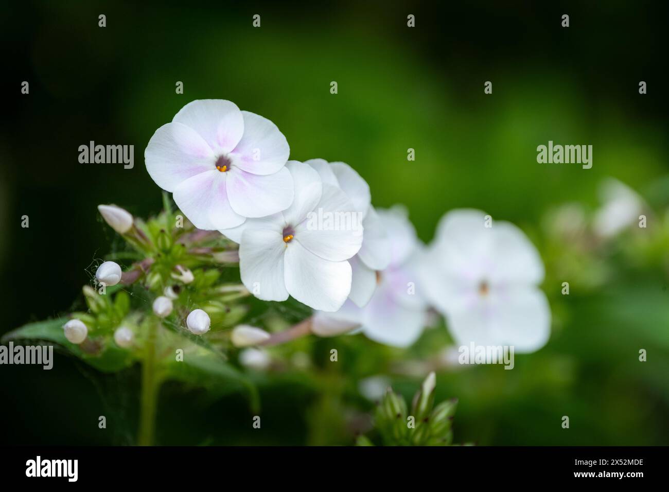 White phlox with hint of pink blush on white petals Stock Photo